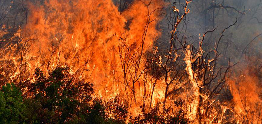 ΕΚΤΑΚΤΟ – ΕΛΛΑΔΑ: Πυρκαγιά καίει δάσος στην Χαλκιδική 